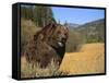 Grizzly Bear Roaming in Mountain Meadow-DLILLC-Framed Stretched Canvas