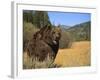 Grizzly Bear Roaming in Mountain Meadow-DLILLC-Framed Photographic Print