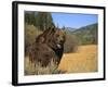 Grizzly Bear Roaming in Mountain Meadow-DLILLC-Framed Photographic Print