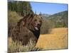 Grizzly Bear Roaming in Mountain Meadow-DLILLC-Mounted Photographic Print