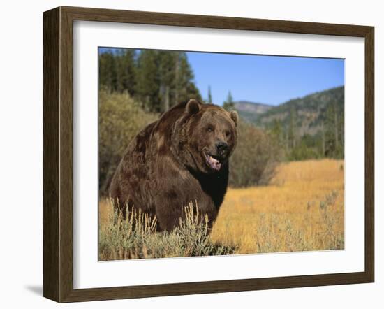 Grizzly Bear Roaming in Mountain Meadow-DLILLC-Framed Photographic Print