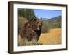 Grizzly Bear Roaming in Mountain Meadow-DLILLC-Framed Photographic Print