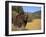 Grizzly Bear Roaming in Mountain Meadow-DLILLC-Framed Photographic Print