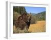 Grizzly Bear Roaming in Mountain Meadow-DLILLC-Framed Photographic Print