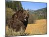 Grizzly Bear Roaming in Mountain Meadow-DLILLC-Mounted Photographic Print