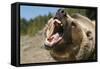 Grizzly Bear Roars at Camera-null-Framed Stretched Canvas