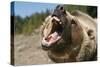 Grizzly Bear Roars at Camera-null-Stretched Canvas