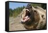 Grizzly Bear Roars at Camera-null-Framed Stretched Canvas