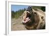 Grizzly Bear Roars at Camera-null-Framed Photographic Print