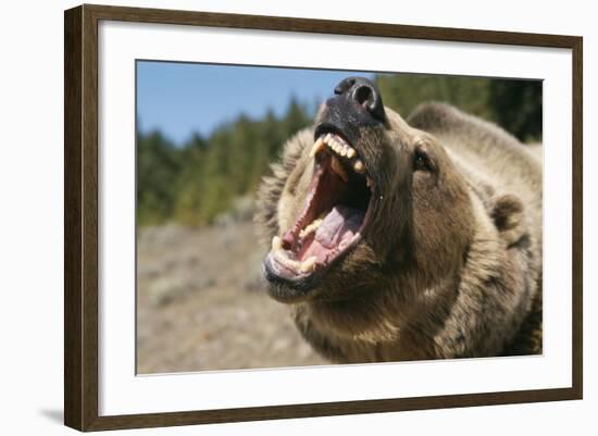 Grizzly Bear Roars at Camera-null-Framed Photographic Print