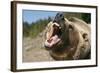 Grizzly Bear Roars at Camera-null-Framed Photographic Print