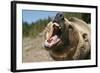 Grizzly Bear Roars at Camera-null-Framed Photographic Print