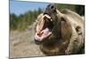 Grizzly Bear Roars at Camera-null-Mounted Photographic Print