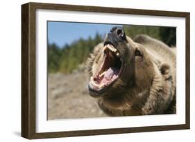 Grizzly Bear Roars at Camera-null-Framed Photographic Print