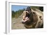 Grizzly Bear Roars at Camera-null-Framed Photographic Print