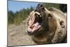 Grizzly Bear Roars at Camera-null-Mounted Photographic Print