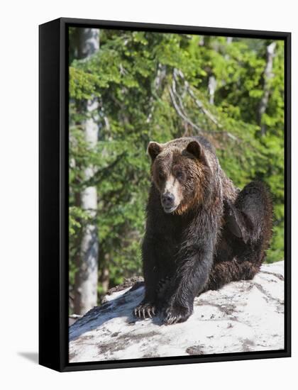 Grizzly Bear Scratching on Ice at the Top of Grouse Mountain, Vancouver, British Columbia, Canada, -Martin Child-Framed Stretched Canvas