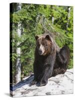 Grizzly Bear Scratching on Ice at the Top of Grouse Mountain, Vancouver, British Columbia, Canada, -Martin Child-Stretched Canvas