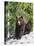 Grizzly Bear Scratching on Ice at the Top of Grouse Mountain, Vancouver, British Columbia, Canada, -Martin Child-Stretched Canvas