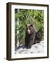 Grizzly Bear Scratching on Ice at the Top of Grouse Mountain, Vancouver, British Columbia, Canada, -Martin Child-Framed Photographic Print