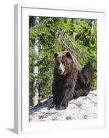 Grizzly Bear Scratching on Ice at the Top of Grouse Mountain, Vancouver, British Columbia, Canada, -Martin Child-Framed Photographic Print