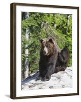 Grizzly Bear Scratching on Ice at the Top of Grouse Mountain, Vancouver, British Columbia, Canada, -Martin Child-Framed Photographic Print