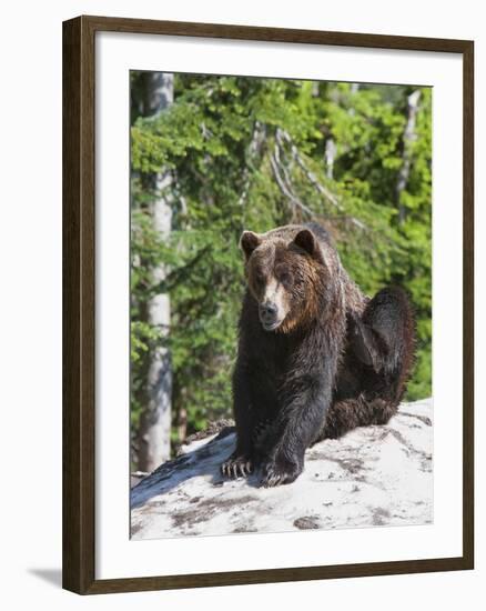 Grizzly Bear Scratching on Ice at the Top of Grouse Mountain, Vancouver, British Columbia, Canada, -Martin Child-Framed Photographic Print