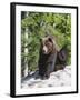 Grizzly Bear Scratching on Ice at the Top of Grouse Mountain, Vancouver, British Columbia, Canada, -Martin Child-Framed Photographic Print