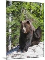 Grizzly Bear Scratching on Ice at the Top of Grouse Mountain, Vancouver, British Columbia, Canada, -Martin Child-Mounted Photographic Print