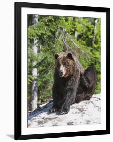 Grizzly Bear Scratching on Ice at the Top of Grouse Mountain, Vancouver, British Columbia, Canada, -Martin Child-Framed Photographic Print