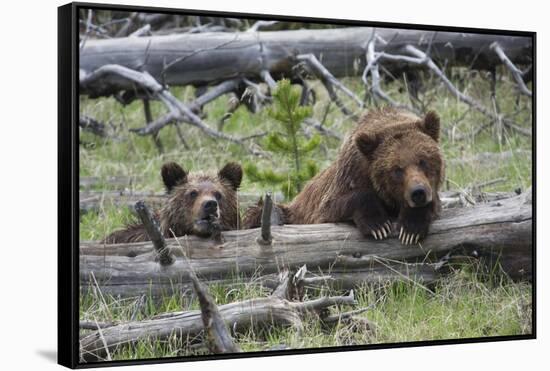 Grizzly Bear Sow and Cub-Ken Archer-Framed Stretched Canvas