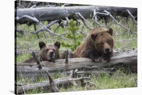 Grizzly Bear Sow and Cub-Ken Archer-Stretched Canvas
