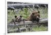 Grizzly Bear Sow and Cub-Ken Archer-Framed Photographic Print