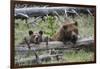 Grizzly Bear Sow and Cub-Ken Archer-Framed Photographic Print