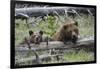 Grizzly Bear Sow and Cub-Ken Archer-Framed Photographic Print