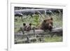 Grizzly Bear Sow and Cub-Ken Archer-Framed Photographic Print