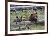 Grizzly Bear Sow and Cub-Ken Archer-Framed Photographic Print