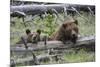 Grizzly Bear Sow and Cub-Ken Archer-Mounted Photographic Print