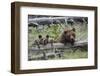 Grizzly Bear Sow and Cub-Ken Archer-Framed Photographic Print