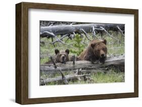 Grizzly Bear Sow and Cub-Ken Archer-Framed Photographic Print