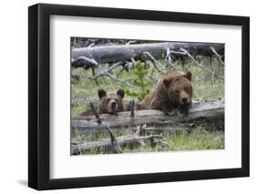 Grizzly Bear Sow and Cub-Ken Archer-Framed Photographic Print