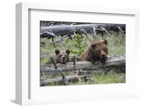 Grizzly Bear Sow and Cub-Ken Archer-Framed Photographic Print