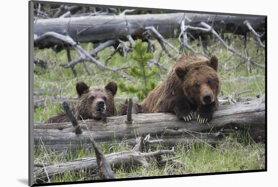 Grizzly Bear Sow and Cub-Ken Archer-Mounted Photographic Print