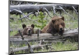 Grizzly Bear Sow and Cub-Ken Archer-Mounted Photographic Print