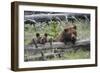 Grizzly Bear Sow and Cub-Ken Archer-Framed Photographic Print