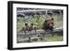 Grizzly Bear Sow and Cub-Ken Archer-Framed Photographic Print