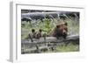 Grizzly Bear Sow and Cub-Ken Archer-Framed Photographic Print