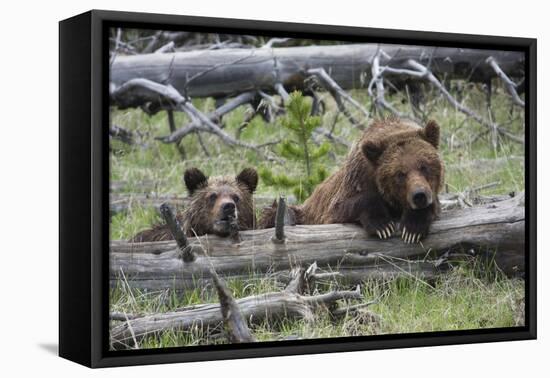 Grizzly Bear Sow and Cub-Ken Archer-Framed Stretched Canvas