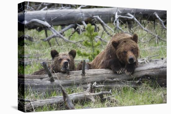 Grizzly Bear Sow and Cub-Ken Archer-Stretched Canvas