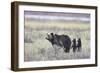 Grizzly Bear sow and two cubs of the year or spring cubs, Yellowstone Nat'l Park, Wyoming, USA-James Hager-Framed Photographic Print